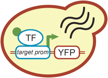 Enlarged view: Synthetic transcription factor in yeast.