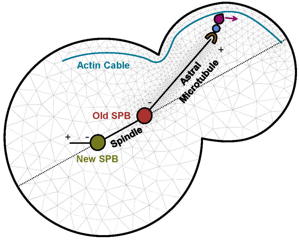 Enlarged view: Multiscale modeling of microtubule networks in yeast.
